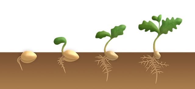 klíčení dvouděložné rostliny